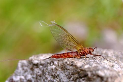 Ecdyonurus venosus